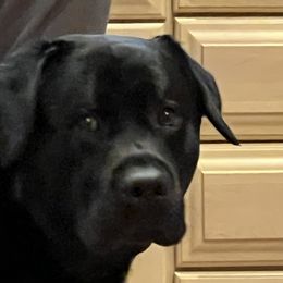 Labrador Retrievers from A Dog’s Life Farm