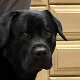 Labrador Retrievers from A Dog’s Life Farm