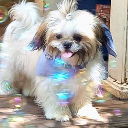 Elfie - Shih Tzu