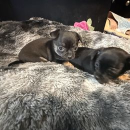 AKC registered Boy 1 - Black and tan male Chihuahua puppy in Anoka, Minnesota from Anoka County MN AKC Chihuahuas