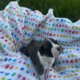 Boxer Puppies from Pawsitively Amazing Boxers LLC