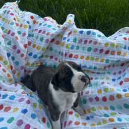Boxer Puppies from Pawsitively Amazing Boxers LLC