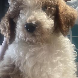 Goldendoodle Puppies from Graystone Doodles