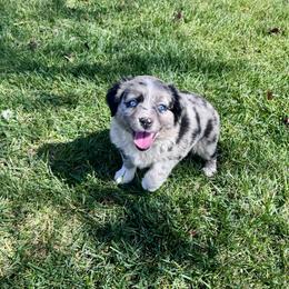Juliet - Blue merle female Miniature Australian Shepherd puppy in California from Eagle River Aussies