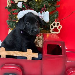 Purple - Black female Labrador Retriever puppy in Heath Springs, South Carolina from Rich Hill Retrievers