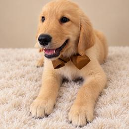 Goose - Light golden male Golden Retriever puppy in Chicago, Illinois from Urbane Retrievers