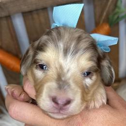 Pearl - Dapple female Dachshund puppy in Hartsville, Tennessee from B+B Co Miniature Dachshunds