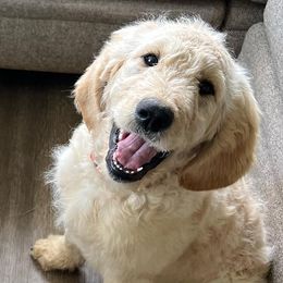 Goldendoodles and Golden Retrievers from Golden Valley Farm and Kennel