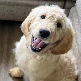 Goldendoodles and Golden Retrievers from Golden Valley Farm and Kennel