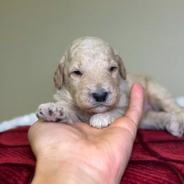 Bruno - Cream male Goldendoodle puppy in Woodburn, Indiana from Lengachers Cuddly Doods