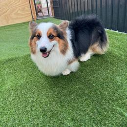 Tower - Pembroke Welsh Corgi