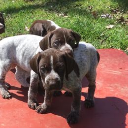 German Shorthaired Pointers from Merrymeeting Kennels