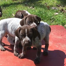 German Shorthaired Pointers from Merrymeeting Kennels