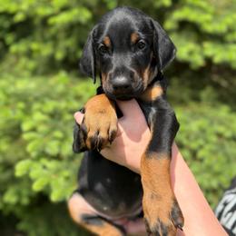 Crispy - Black and rust female Doberman Pinscher puppy in Croswell, Michigan from Exceptional Dobermans