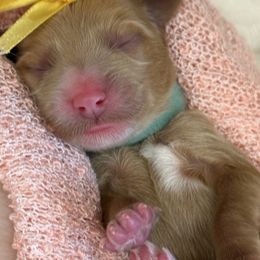 Blue - Red  male Goldendoodle puppy in Boise, Idaho from Goldendoodle Baby