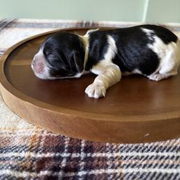 Girl 1 - female Cocker Spaniel puppy in Indiana from muddy boots cocker spaniels and cockapoos