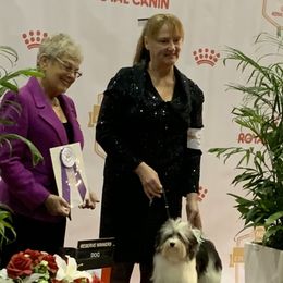 Havanese Puppies from SunWyst Havanese