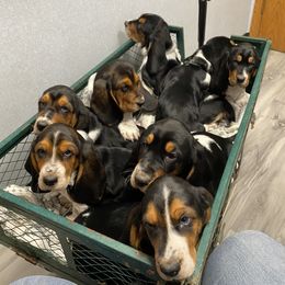 Basset Hound Puppies from Angus Acres Basset Hounds