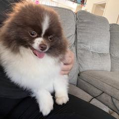 Dolce - Pomeranian