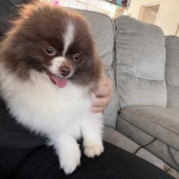 Dolce - Pomeranian
