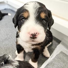 Pink - Tri-color female Bernedoodle puppy in Marne, Michigan from MI Doodles