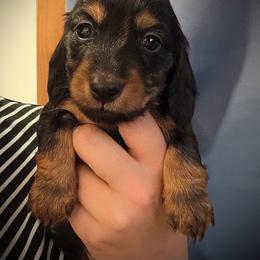 Thunder - Black and tan male Dachshund puppy in Southwest Ranches, Florida from Breezy Florida Dachshunds