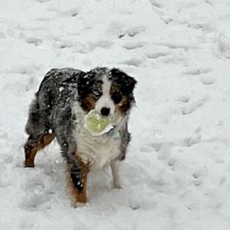 Miniature Australian Shepherds from April Meadows Farm