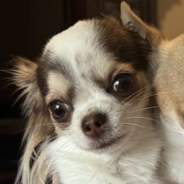 Cavapoos and Chihuahuas from Cuddlebug Cavapoos of Austin