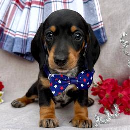 Louise - Black and tan female Dachshund puppy in Michigan from Hidden Haven Dachshunds