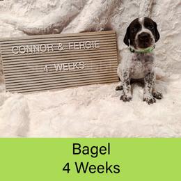 Bagel (green) - Liver roan male German Shorthaired Pointer puppy in Marshfield, Missouri from Suma Kennels