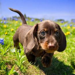 Romeo - AKC - Chocolate and tan male Dachshund puppy in Kemp, Texas from Koli Acres