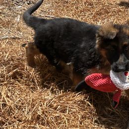Cerina - Black and red female German Shepherd puppy in Whitewater, California from Vom Haus Metzler Shepherds