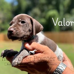 Valor - male German Shorthaired Pointer puppy in Six Mile, South Carolina from The Proper Pointer Co.