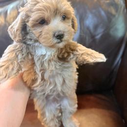 Opal - Champagne female Maltipoo puppy in Lancaster, South Carolina from 3 Bs Havanese-PUPPIES with  PURPOSE