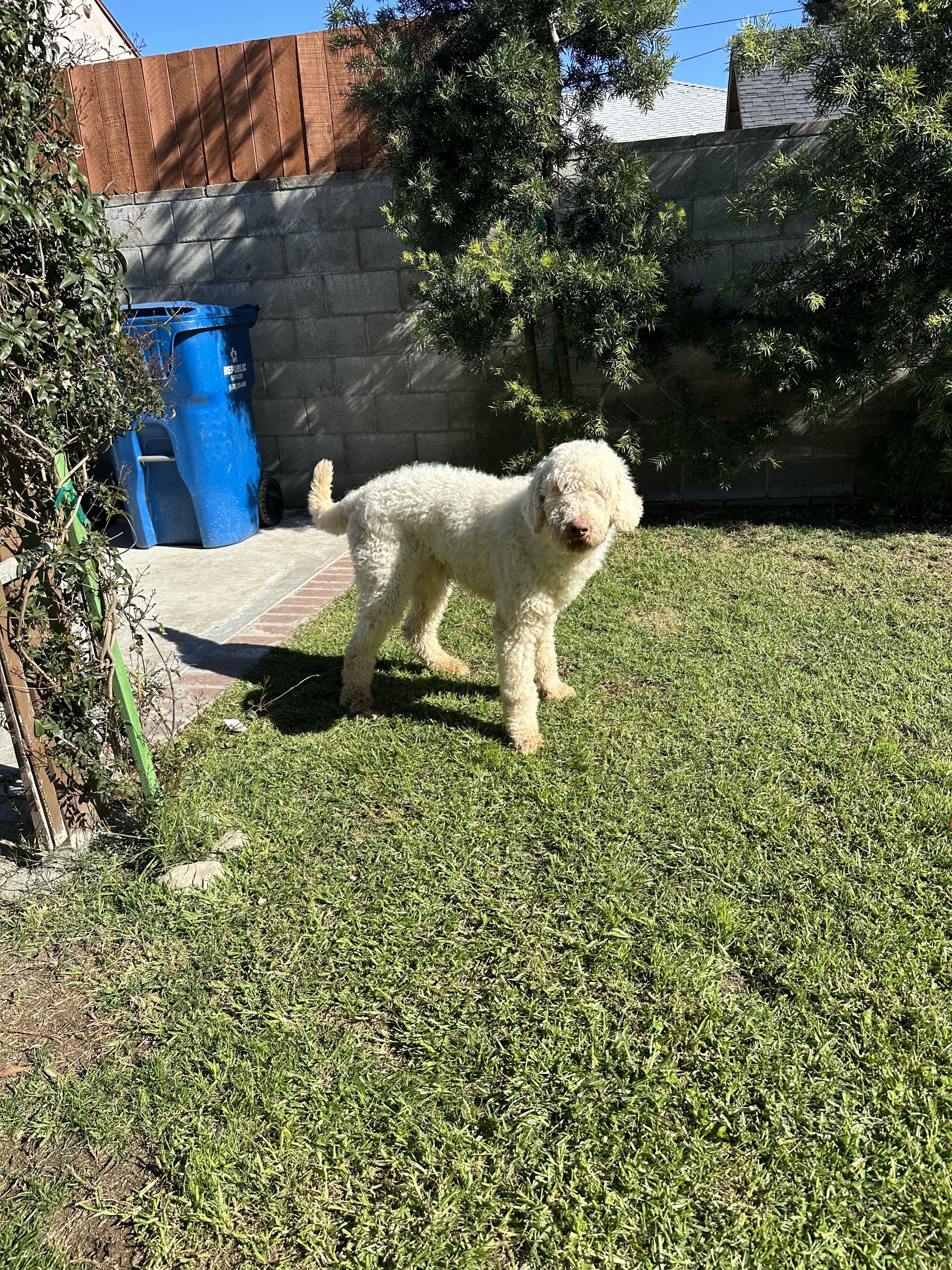 Coco