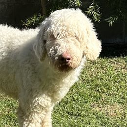 Coco - Goldendoodle