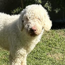 Coco - Goldendoodle