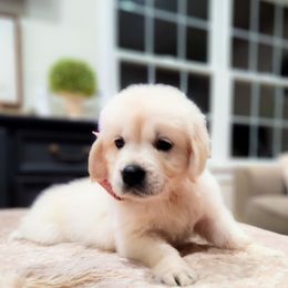 Sandy - Light golden female Golden Retriever puppy in Deer Lodge, Tennessee from SelahGold