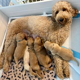 Goldendoodle Puppies from SunriseDoodles