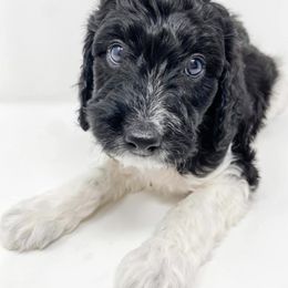 Goldendoodle and Poodle Puppies from Crane Train Poodles & Doodles
