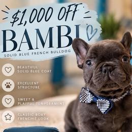 Akc Bambi Infinity French Bulldogs - Blue male French Bulldog puppy in Port St Lucie, Florida from Infinity French Bulldogs