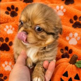 Rembrandt - Merle male Chihuahua puppy in Kyle, Texas from joy of chihuahuas tx