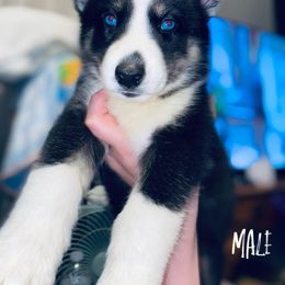 Siberian Husky Puppies from Dances With Huskies