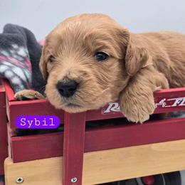 Sybil - Apricot female Goldendoodle puppy in Neillsville, Wisconsin from Granton Creek