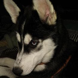 Siberian Huskies from BitchCraft Creations