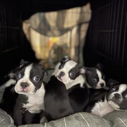 Boston Terrier Puppies from Bonze Boston Terriers