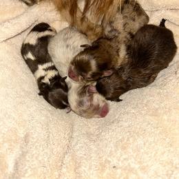 Puppy 3 - Chocolate and tan male Pomeranian puppy in Hughes Springs, Texas from Hughes Springs Tx Poms