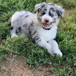 Border Collie Puppies from Shill Border Collies