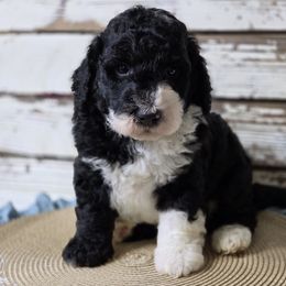 Onyx - Black and white male Bernedoodle puppy in Austin, Texas from Austin Doodles & Poodles