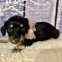 Girl five - Black and cream female Dachshund puppy in Lakeland, Florida from Ruthie’s Rich Mini Dachshunds